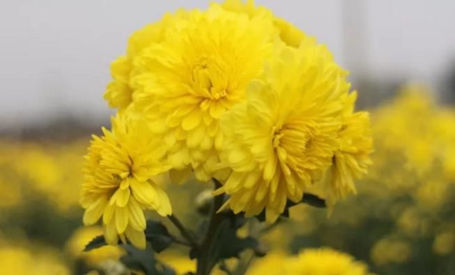 千畝云臺冰菊盛開，誠邀您蒞臨免費參觀！